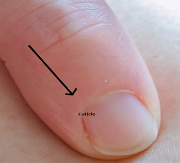 What is a Cuticle?